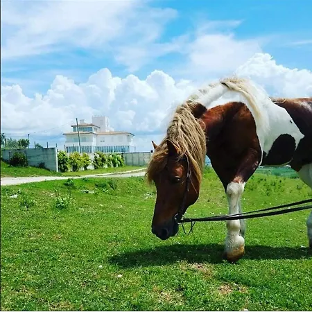 度假村 Pepedoro Bio *